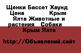 Щенки Бассет Хаунд › Цена ­ 18 000 - Крым, Ялта Животные и растения » Собаки   . Крым,Ялта